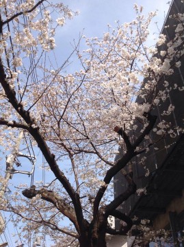 桜の木